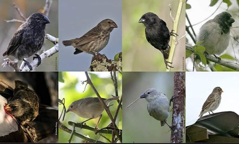 গ্যালাপ্যাগোসের ফিঞ্চ