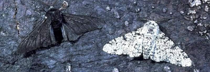 Peppered Moth