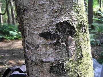 peppered moth
