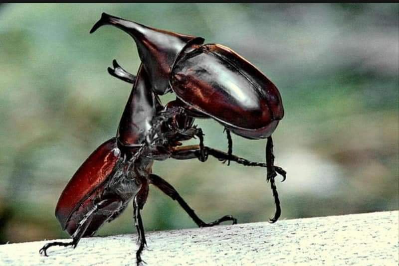 Horned beetle