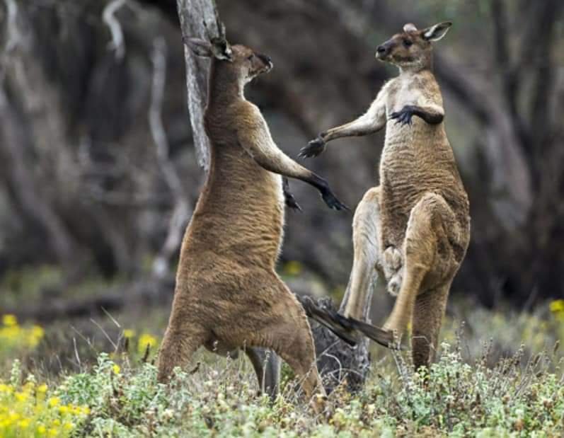 ক্যাঙ্গারু 