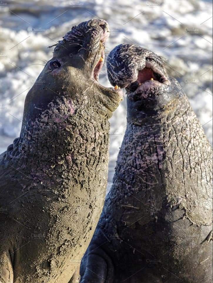 Elephant Seal