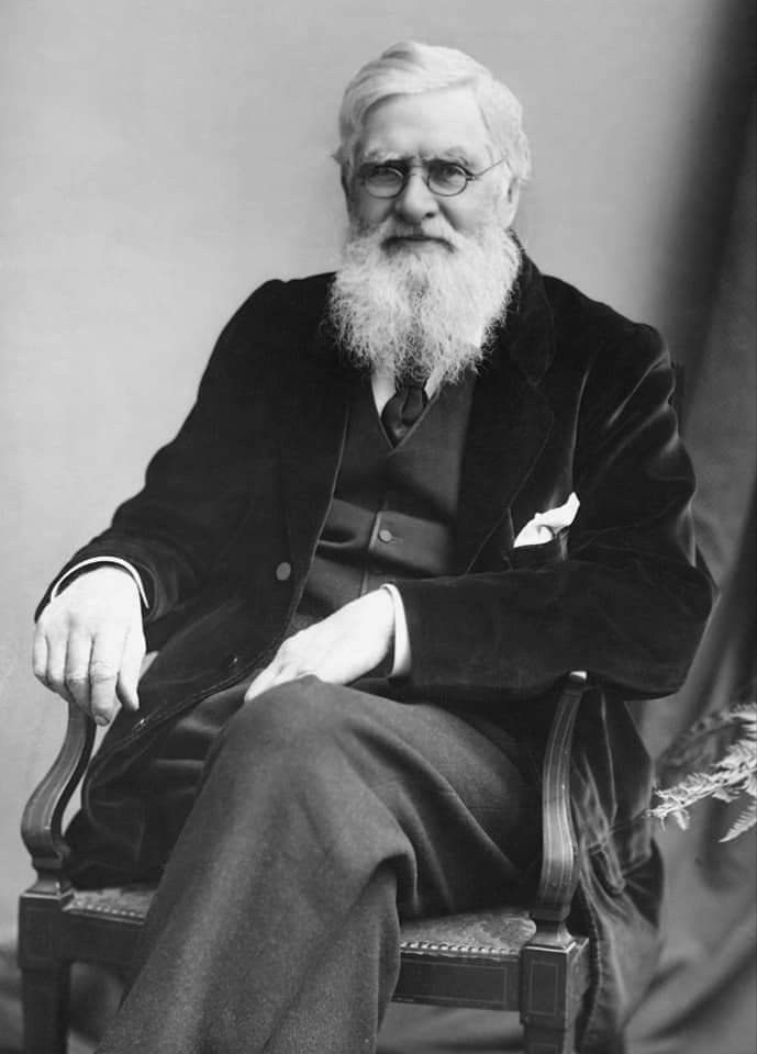 ওয়ালেস