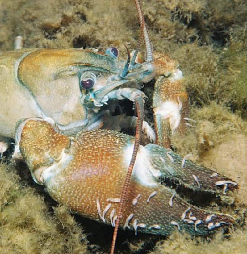 গ্রাহক Crayfish ও পরিষ্কারক Crayfish Worm