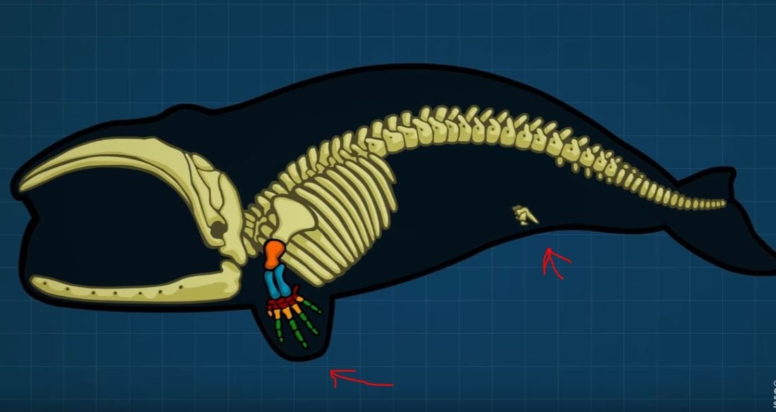 ওই দেখা যায় হাত পা!