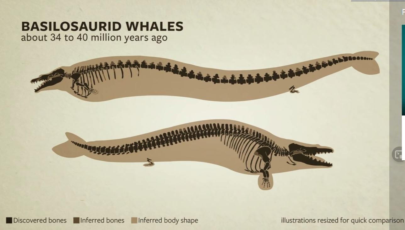Basilosaurid এর দুইটি প্রজাতির চিত্র।