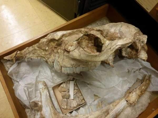 Extict Camelid. এর পূর্বে প্রাপ্ত ফসিল