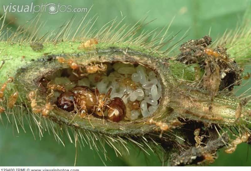 Allomerus ants in Cordia tree