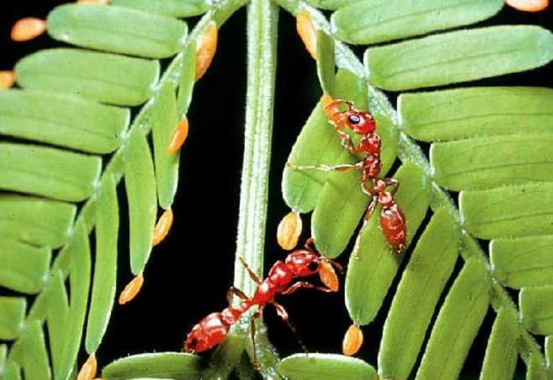 Ants eating beltian body (yellow)