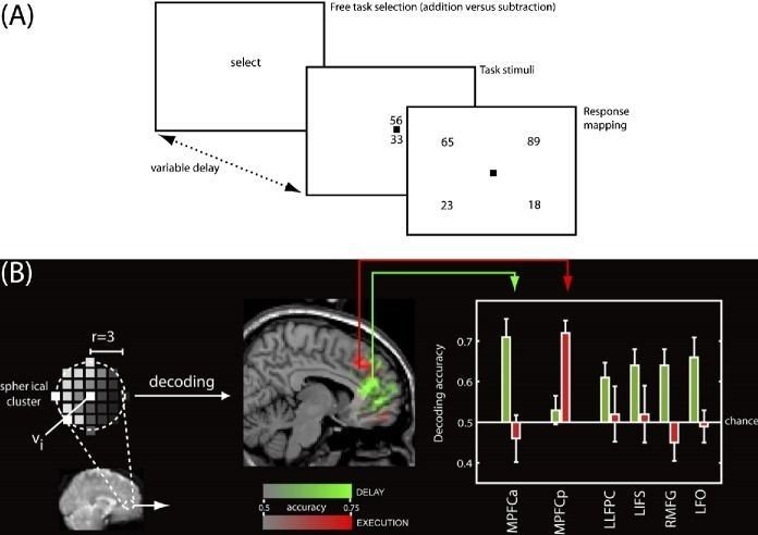 Fig: Brain regions encoding the subjects’ specific intentions during either the delay (light gray) or execution (dark gray) periods. 