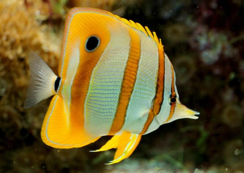 Butterfly fish