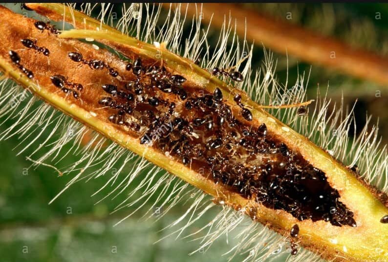 Duroia hirsute with Lemon ants