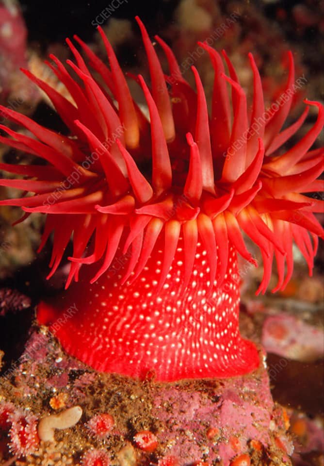 Sea anemones