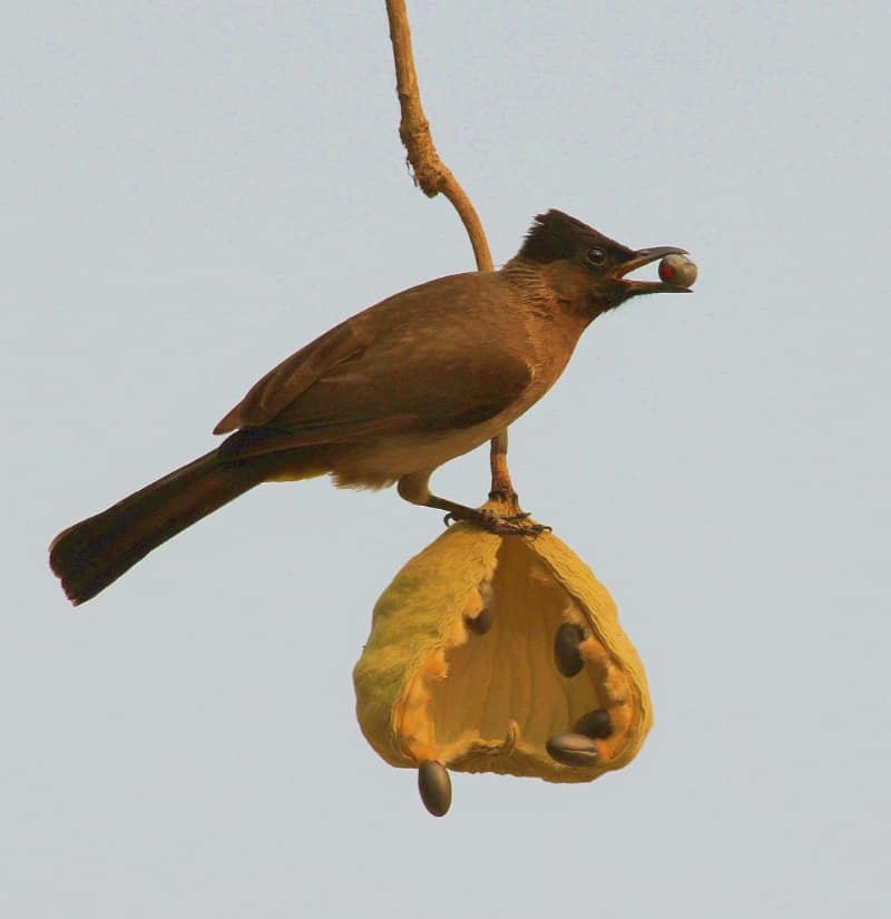 Seed predator বা "বীজ শিকারি"