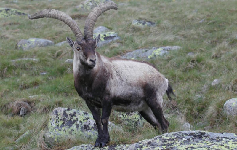 Spanish wild goat
