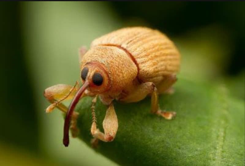 Weevil