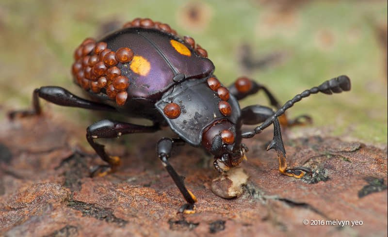 ইনকুইলিন Mites