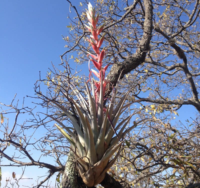 পরাশ্রয়ী গাছ