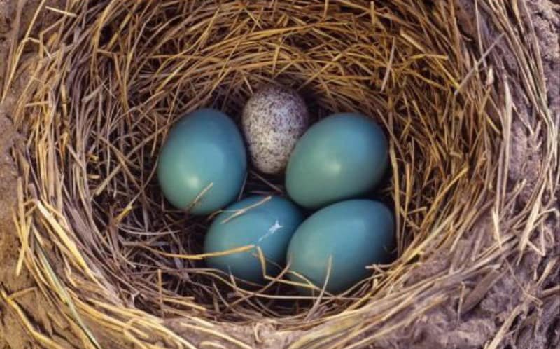 ব্রুড প্যারাসাইটিজম