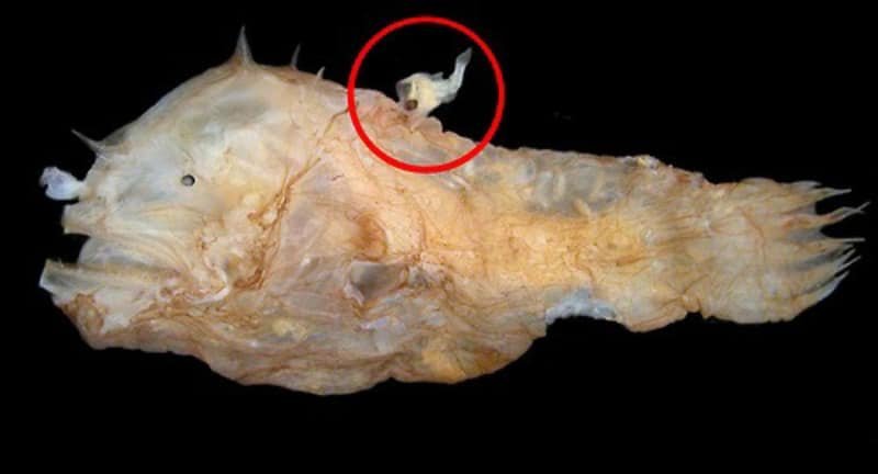 সেক্সুয়াল প্যারাসাইট