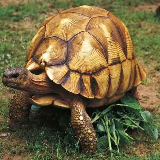 Angonoka Tortoise