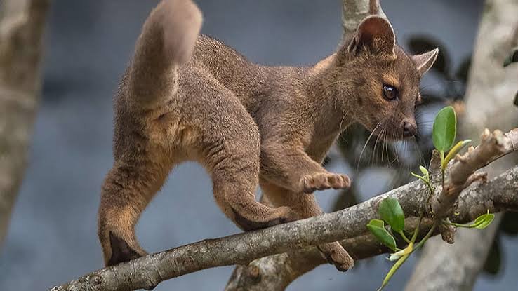 Animal nameFossa