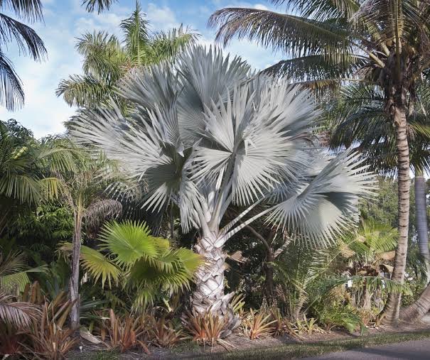 Bismarck palm tree