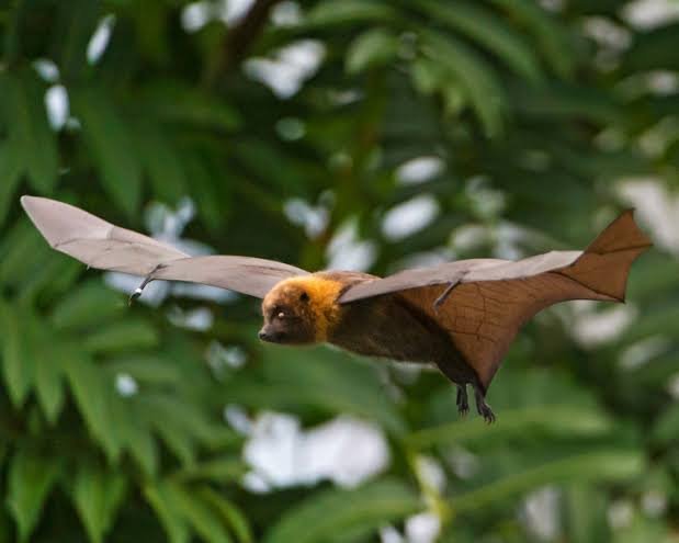 Madagascan flying Fox