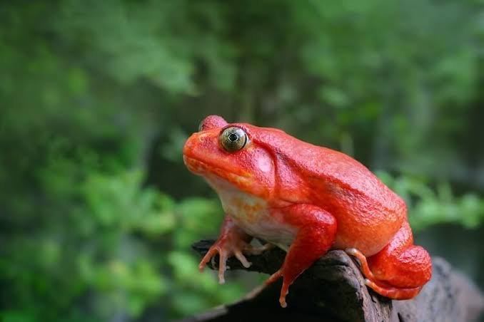 Tomato frog